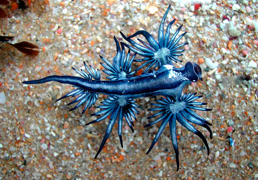 51 Sea Slugs That Prove Aliens Already Live On Planet Earth