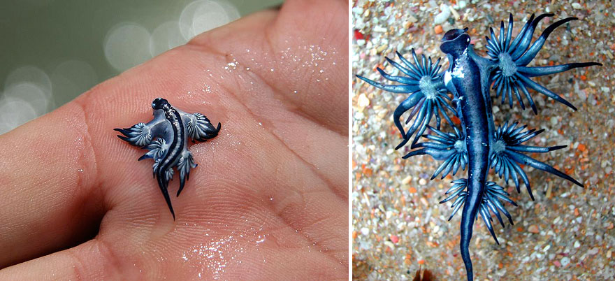 51 Sea Slugs That Prove Aliens Already Live On Planet Earth
