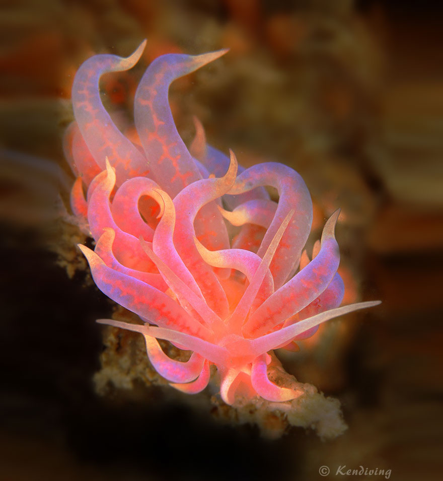 51 Sea Slugs That Prove Aliens Already Live On Planet Earth