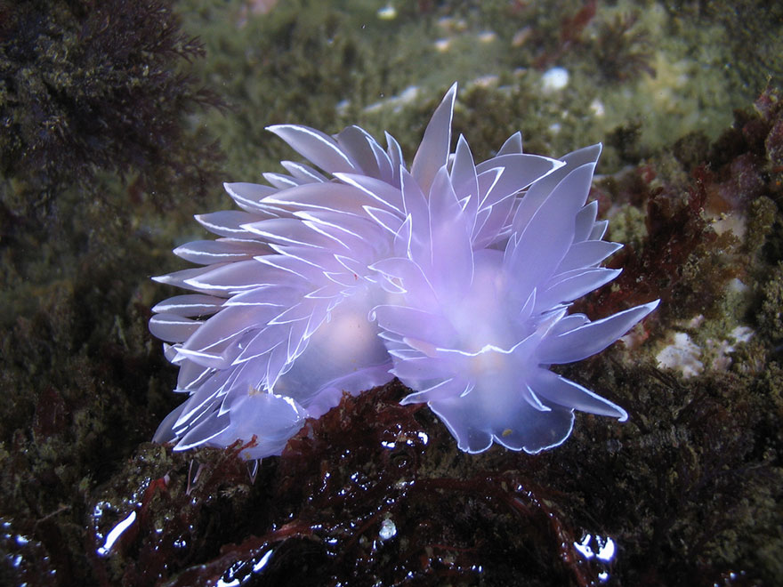 51 Sea Slugs That Prove Aliens Already Live On Planet Earth