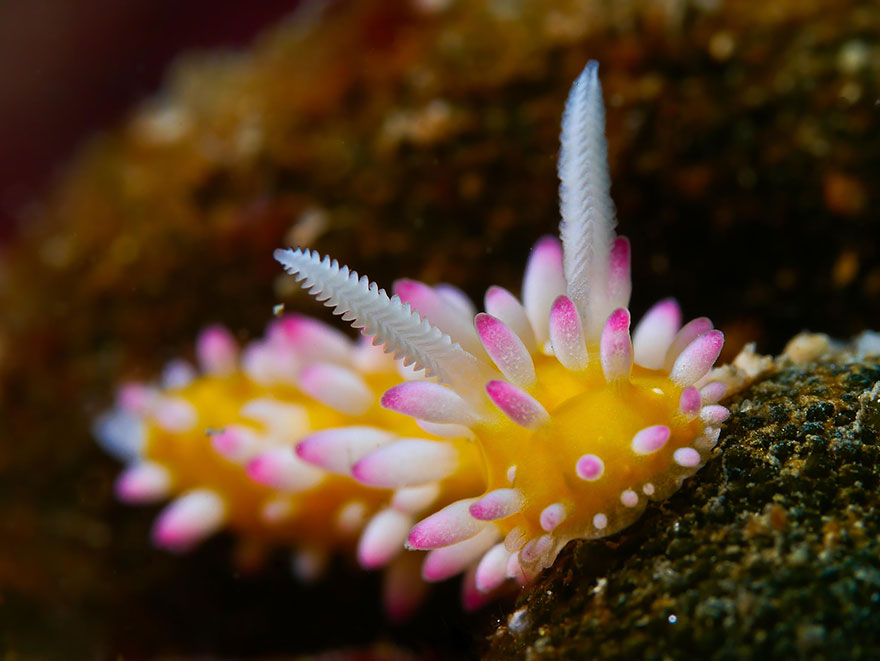 51 Sea Slugs That Prove Aliens Already Live On Planet Earth