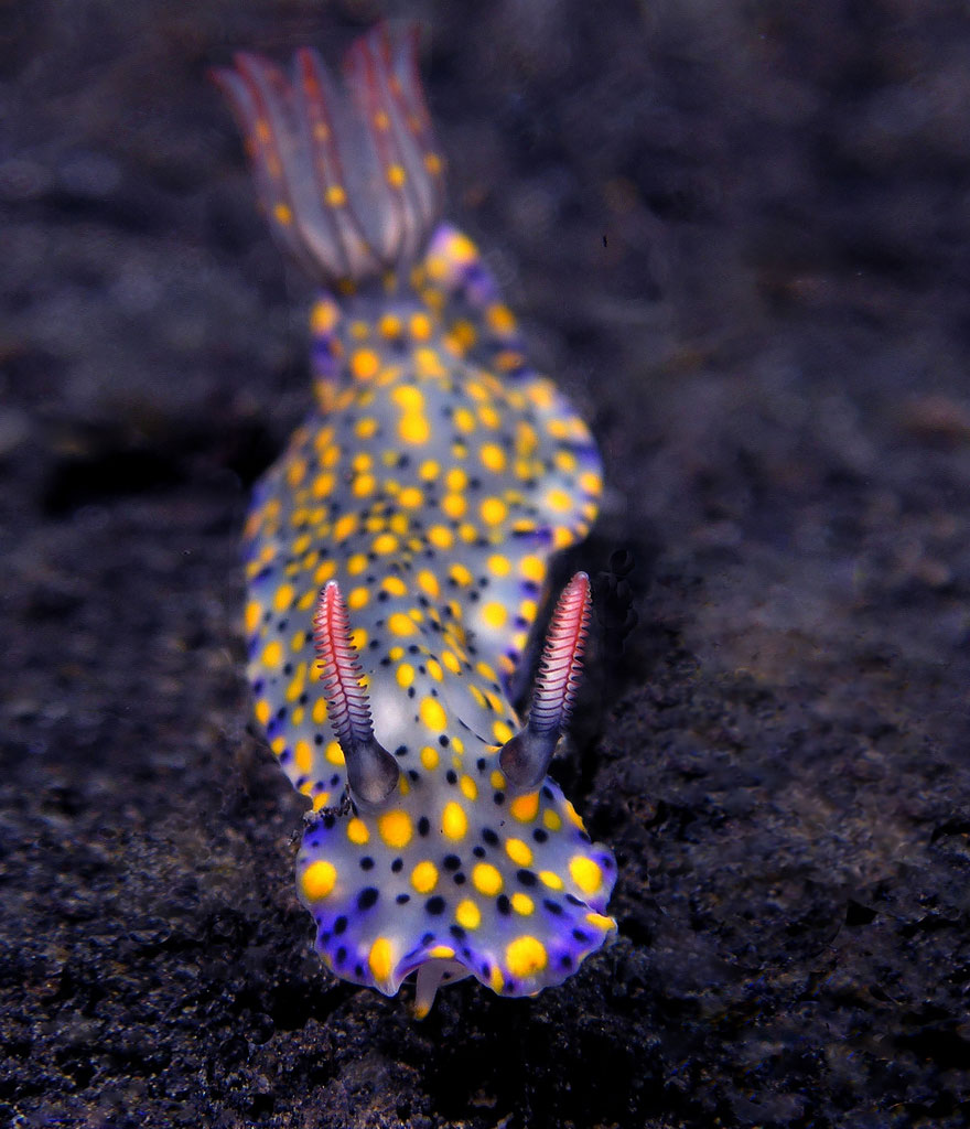 51 Sea Slugs That Prove Aliens Already Live On Planet Earth