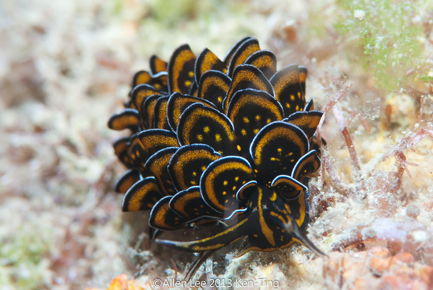 51 Sea Slugs That Prove Aliens Already Live On Planet Earth