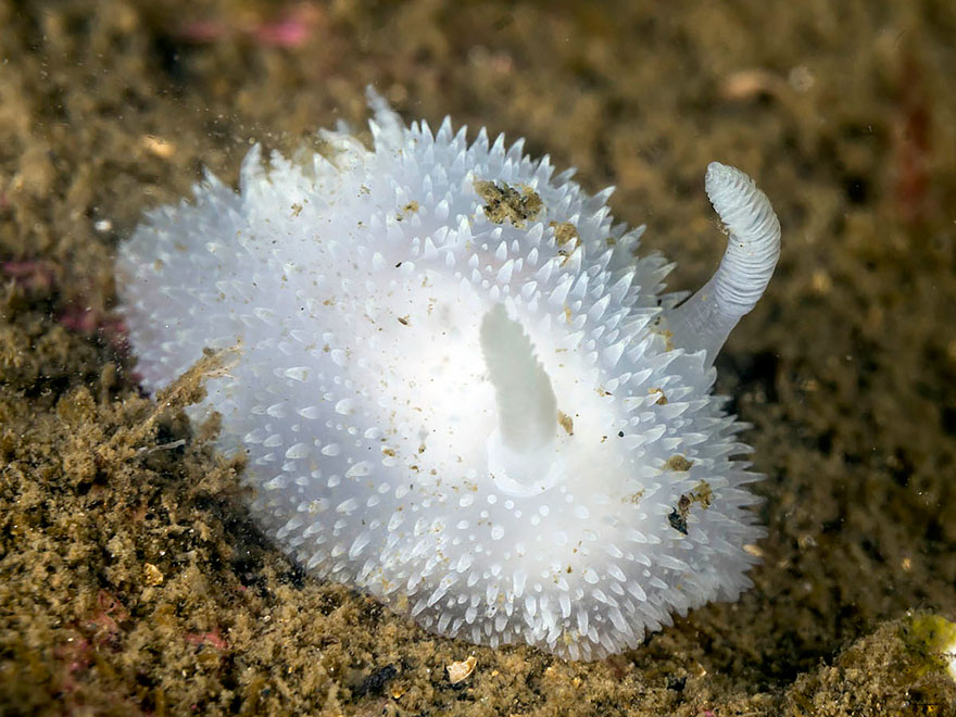 51 Sea Slugs That Prove Aliens Already Live On Planet Earth