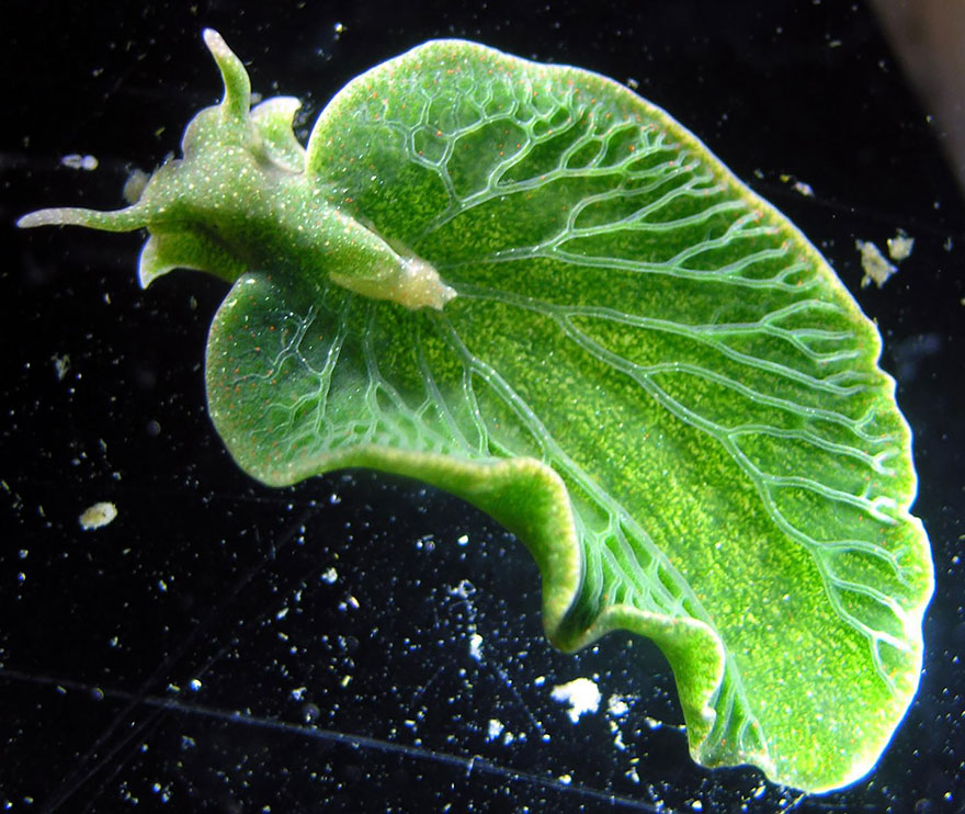 51 Sea Slugs That Prove Aliens Already Live On Planet Earth