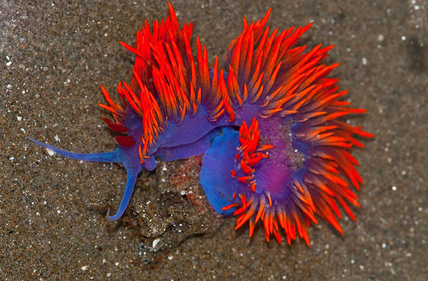 51 Sea Slugs That Prove Aliens Already Live On Planet Earth