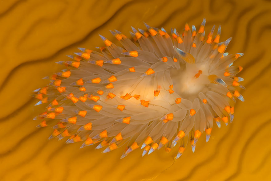 51 Sea Slugs That Prove Aliens Already Live On Planet Earth