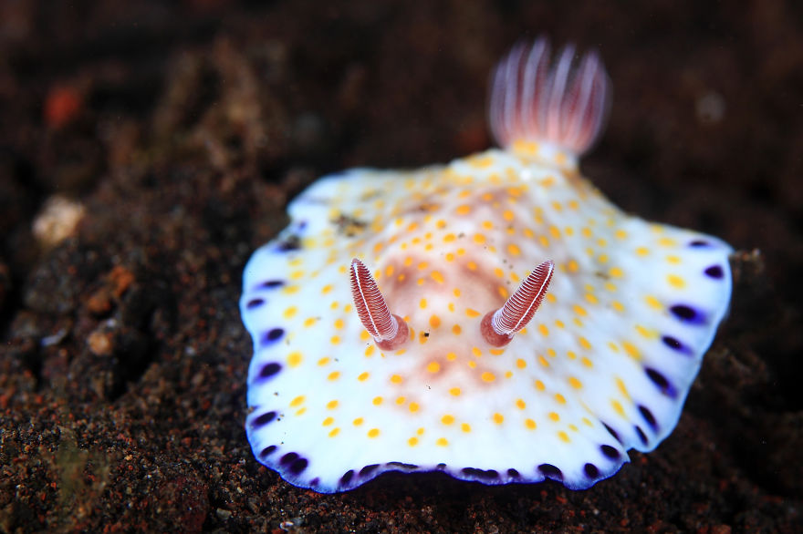 51 Sea Slugs That Prove Aliens Already Live On Planet Earth