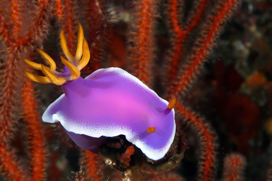 51 Sea Slugs That Prove Aliens Already Live On Planet Earth