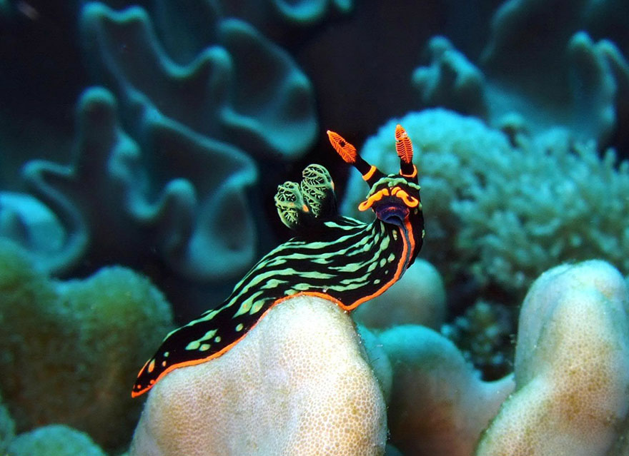 51 Sea Slugs That Prove Aliens Already Live On Planet Earth