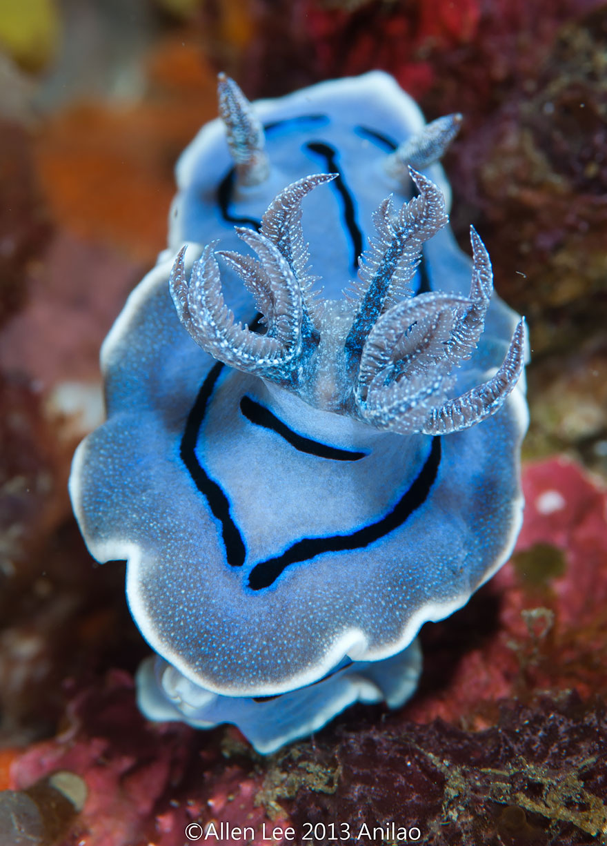 51 Sea Slugs That Prove Aliens Already Live On Planet Earth