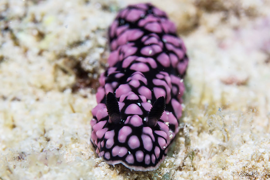 51 Sea Slugs That Prove Aliens Already Live On Planet Earth
