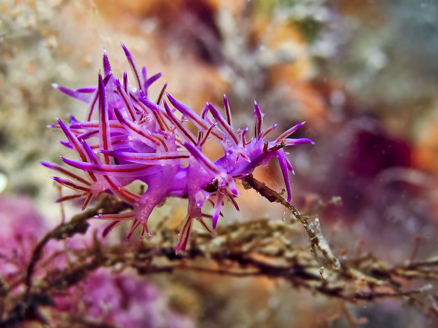 51 Sea Slugs That Prove Aliens Already Live On Planet Earth