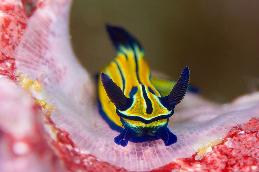 51 Sea Slugs That Prove Aliens Already Live On Planet Earth