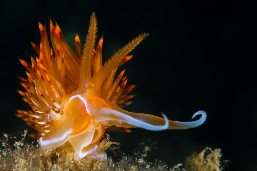51 Sea Slugs That Prove Aliens Already Live On Planet Earth