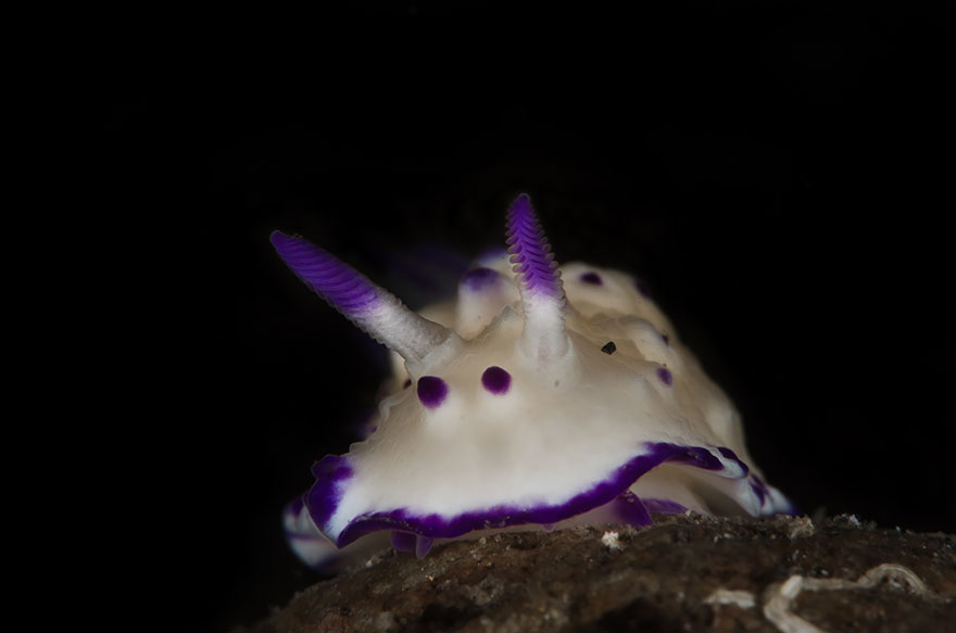 51 Sea Slugs That Prove Aliens Already Live On Planet Earth