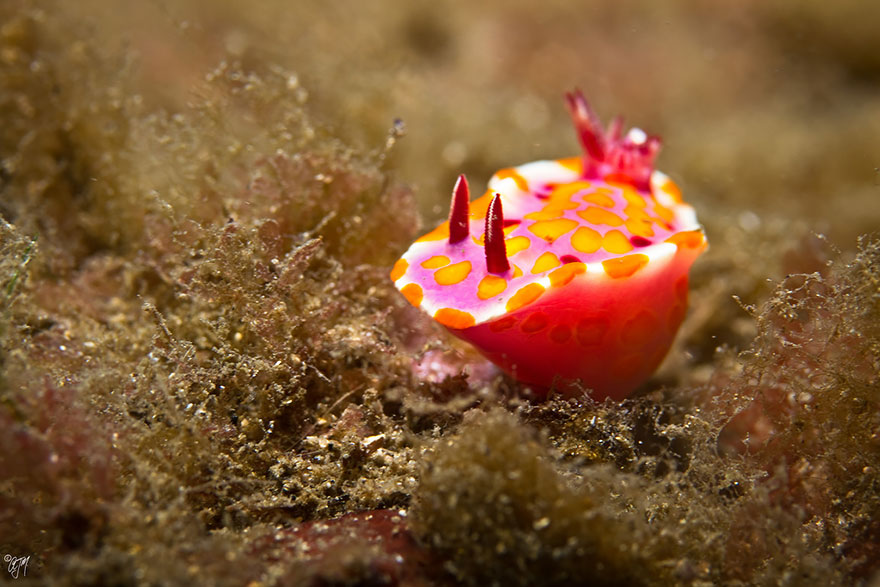 51 Sea Slugs That Prove Aliens Already Live On Planet Earth