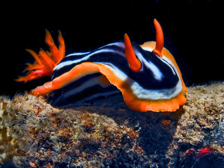 51 Sea Slugs That Prove Aliens Already Live On Planet Earth