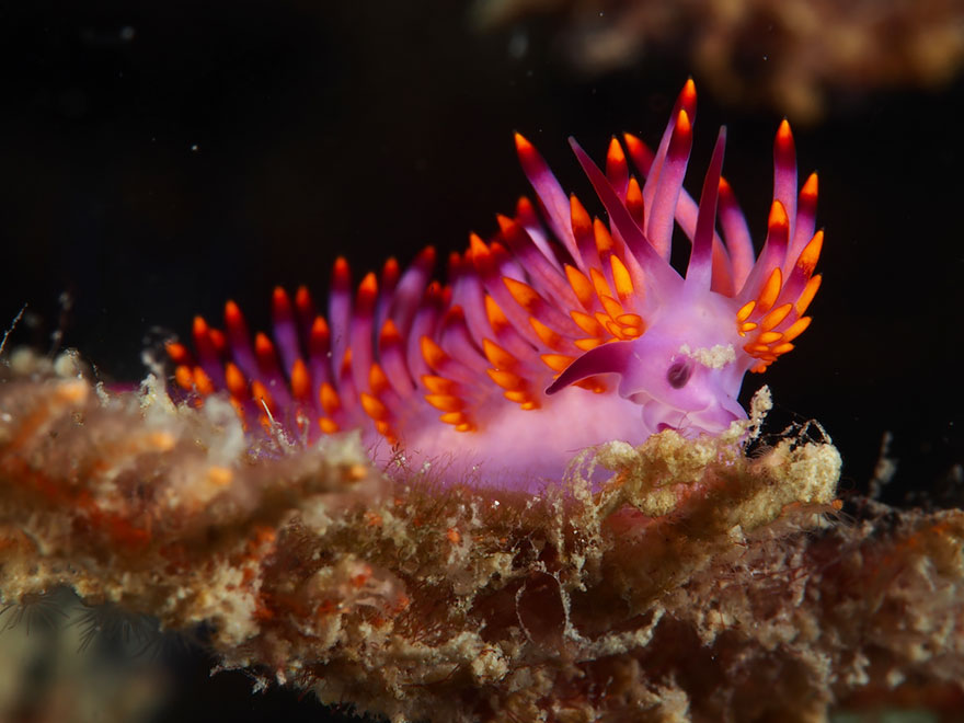 51 Sea Slugs That Prove Aliens Already Live On Planet Earth