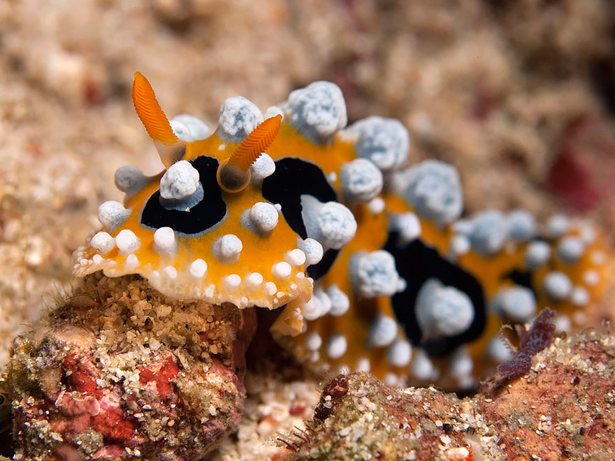 51 Sea Slugs That Prove Aliens Already Live On Planet Earth