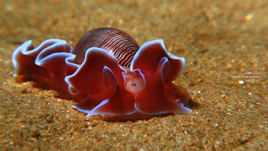 51 Sea Slugs That Prove Aliens Already Live On Planet Earth