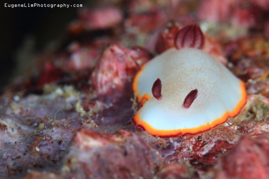 51 Sea Slugs That Prove Aliens Already Live On Planet Earth