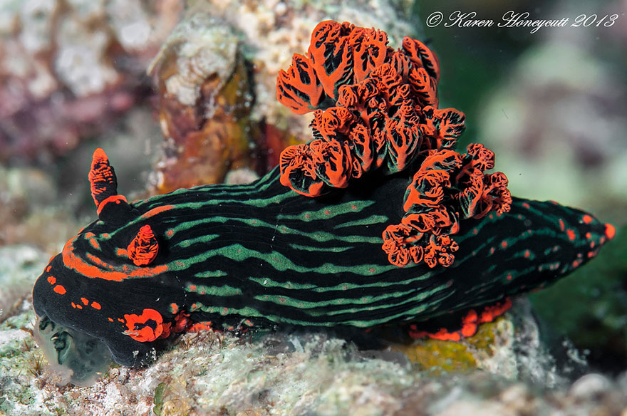 51 Sea Slugs That Prove Aliens Already Live On Planet Earth