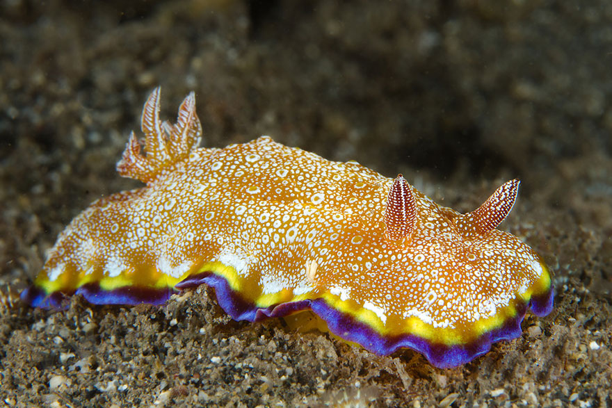 51 Sea Slugs That Prove Aliens Already Live On Planet Earth
