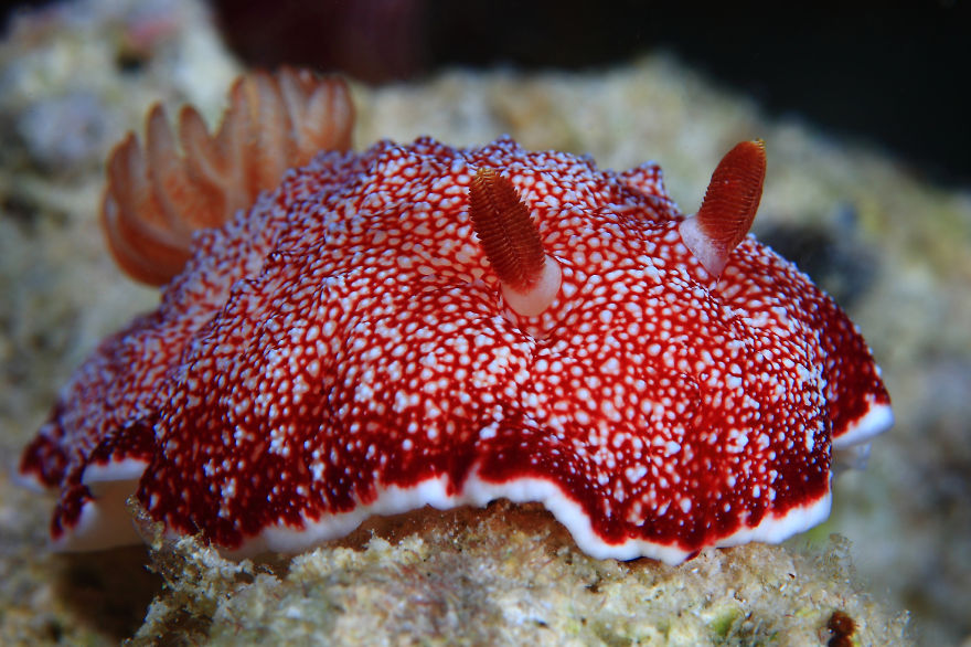 51 Sea Slugs That Prove Aliens Already Live On Planet Earth