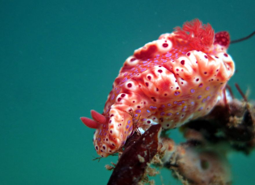 51 Sea Slugs That Prove Aliens Already Live On Planet Earth