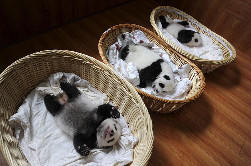 Panda Babies Sleeping In Baskets Make Their First Public Appearance At Chinese Panda Breeding Center Panda Babies Sleeping In Baskets Make Their First Public Appearance At Chinese Panda Breeding Center
