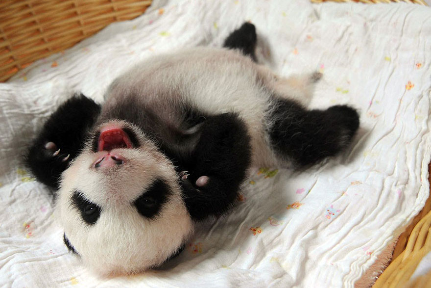 Panda Babies Sleeping In Baskets Make Their First Public Appearance At Chinese Panda Breeding Center Panda Babies Sleeping In Baskets Make Their First Public Appearance At Chinese Panda Breeding Center