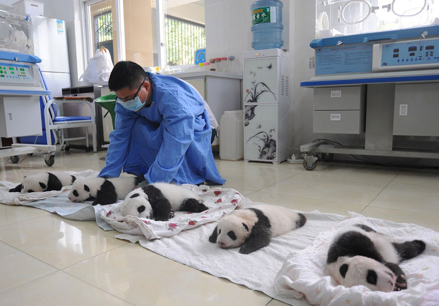 Panda Babies Sleeping In Baskets Make Their First Public Appearance At Chinese Panda Breeding Center Panda Babies Sleeping In Baskets Make Their First Public Appearance At Chinese Panda Breeding Center