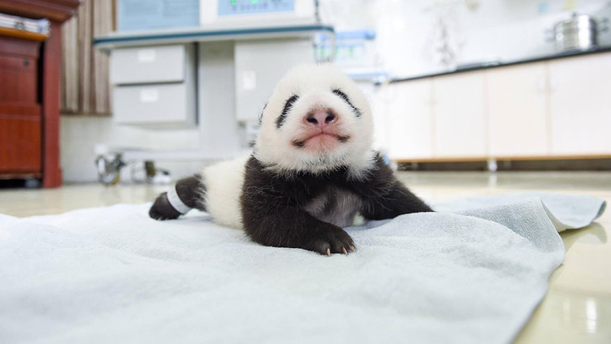 Panda Babies Sleeping In Baskets Make Their First Public Appearance At Chinese Panda Breeding Center Panda Babies Sleeping In Baskets Make Their First Public Appearance At Chinese Panda Breeding Center