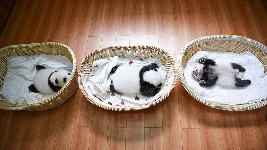Panda Babies Sleeping In Baskets Make Their First Public Appearance At Chinese Panda Breeding Center Panda Babies Sleeping In Baskets Make Their First Public Appearance At Chinese Panda Breeding Center