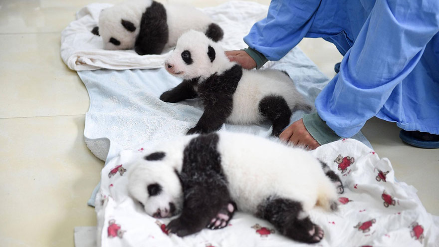 Panda Babies Sleeping In Baskets Make Their First Public Appearance At Chinese Panda Breeding Center Panda Babies Sleeping In Baskets Make Their First Public Appearance At Chinese Panda Breeding Center