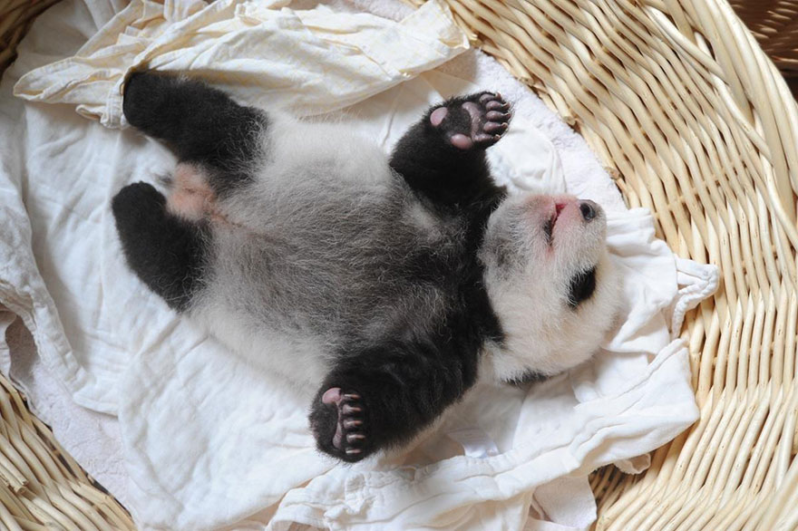Panda Babies Sleeping In Baskets Make Their First Public Appearance At Chinese Panda Breeding Center Panda Babies Sleeping In Baskets Make Their First Public Appearance At Chinese Panda Breeding Center