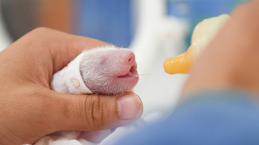 Panda Babies Sleeping In Baskets Make Their First Public Appearance At Chinese Panda Breeding Center Panda Babies Sleeping In Baskets Make Their First Public Appearance At Chinese Panda Breeding Center