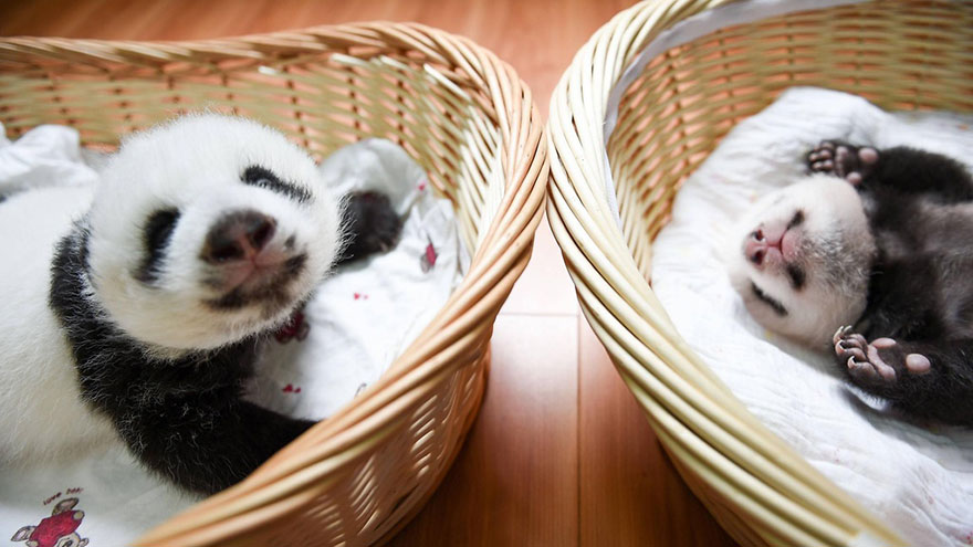 Panda Babies Sleeping In Baskets Make Their First Public Appearance At Chinese Panda Breeding Center Panda Babies Sleeping In Baskets Make Their First Public Appearance At Chinese Panda Breeding Center