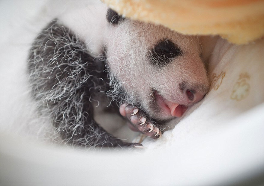 Panda Babies Sleeping In Baskets Make Their First Public Appearance At Chinese Panda Breeding Center Panda Babies Sleeping In Baskets Make Their First Public Appearance At Chinese Panda Breeding Center