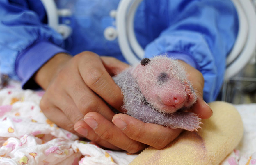 Panda Babies Sleeping In Baskets Make Their First Public Appearance At Chinese Panda Breeding Center Panda Babies Sleeping In Baskets Make Their First Public Appearance At Chinese Panda Breeding Center