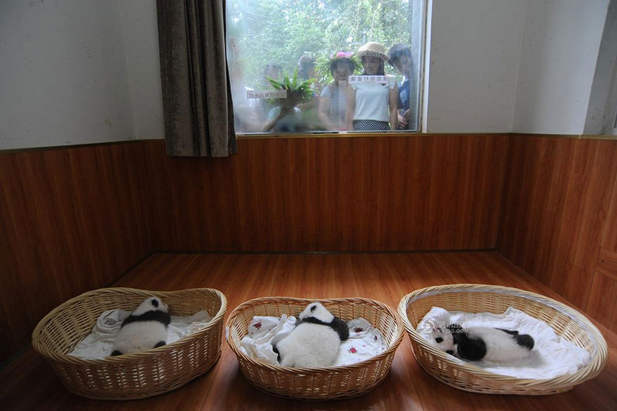 Panda Babies Sleeping In Baskets Make Their First Public Appearance At Chinese Panda Breeding Center Panda Babies Sleeping In Baskets Make Their First Public Appearance At Chinese Panda Breeding Center