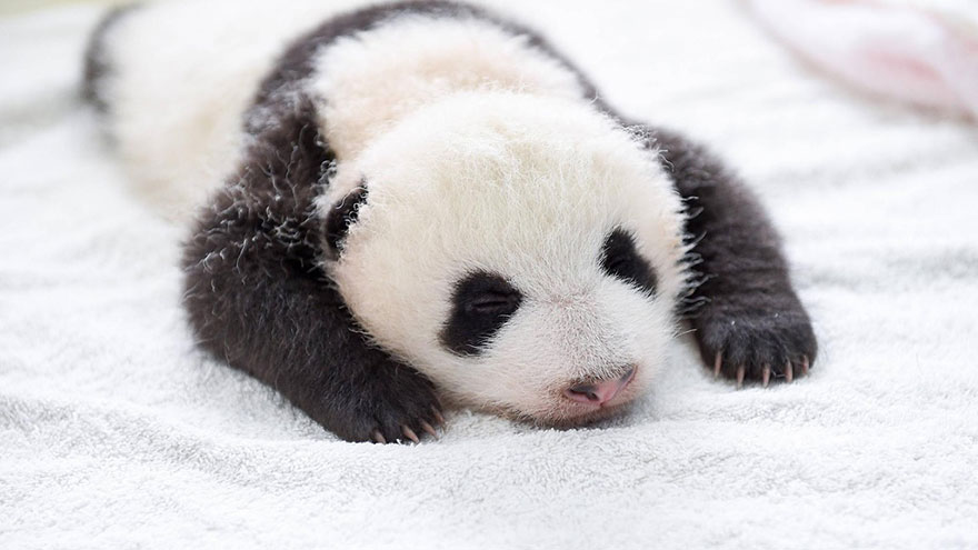 Panda Babies Sleeping In Baskets Make Their First Public Appearance At Chinese Panda Breeding Center Panda Babies Sleeping In Baskets Make Their First Public Appearance At Chinese Panda Breeding Center