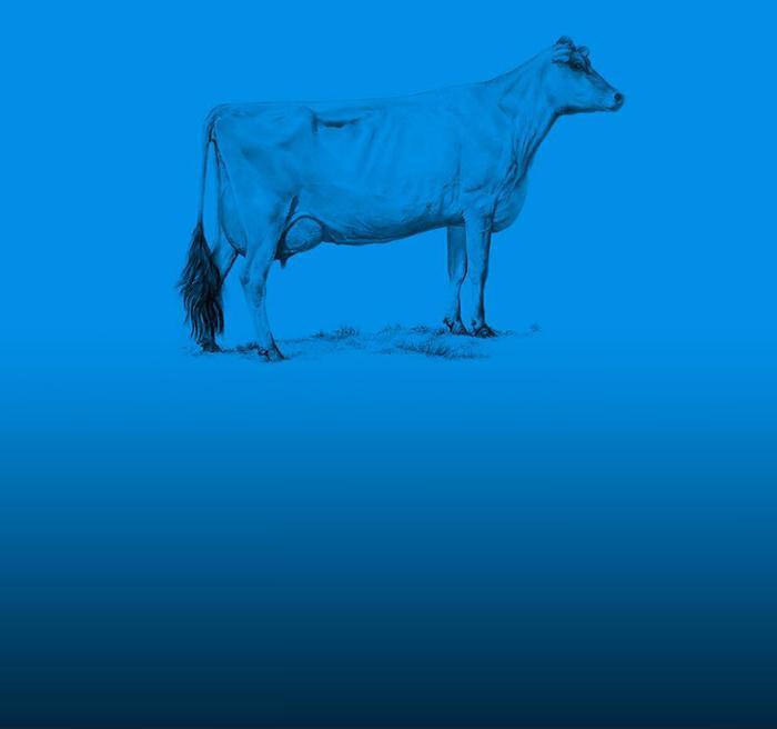 Two Cows Explain Economics Better Than Any Class Two Cows Explain Economics Better Than Any Class