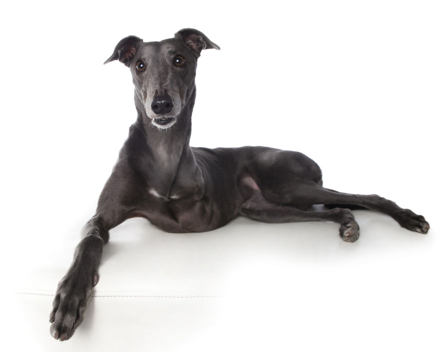 Perfect Imperfection: Photographer Documents The Beauty Of Animals With Disabilities