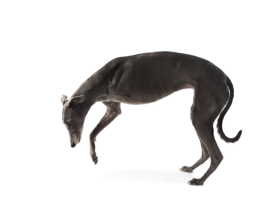 Perfect Imperfection: Photographer Documents The Beauty Of Animals With Disabilities