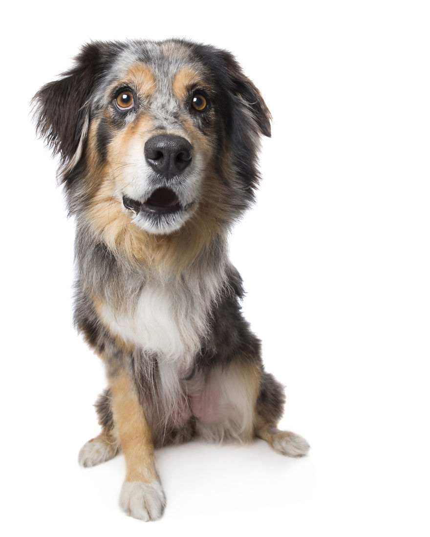 Perfect Imperfection: Photographer Documents The Beauty Of Animals With Disabilities