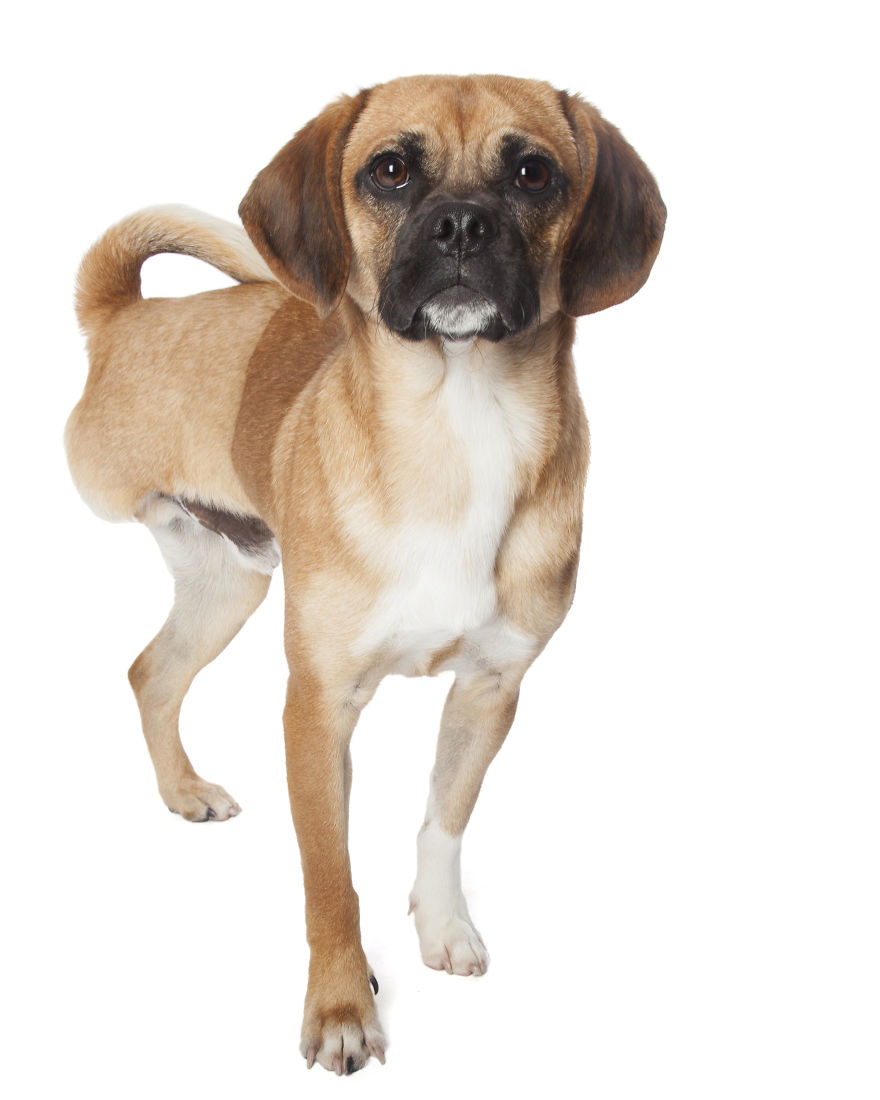 Perfect Imperfection: Photographer Documents The Beauty Of Animals With Disabilities