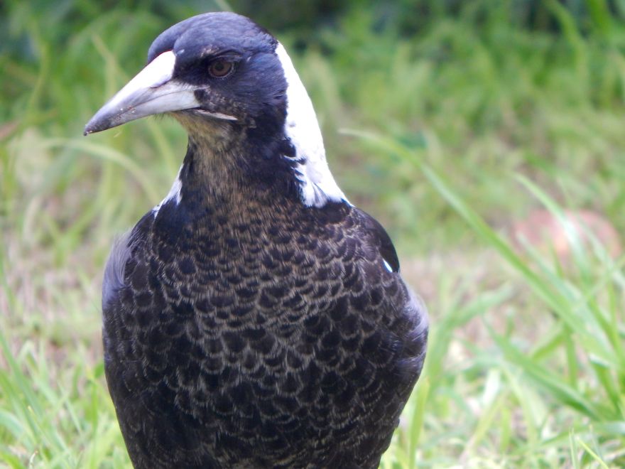 How A Magpie Saved Our Cat’s Life And Brought Joy To Our Home How A Magpie Saved Our Cat’s Life And Brought Joy To Our Home