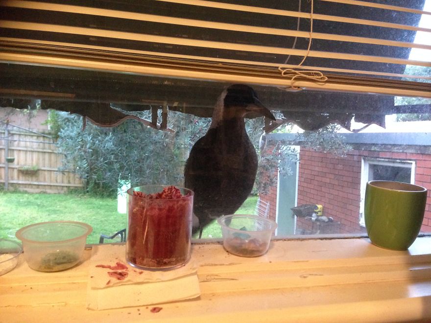 How A Magpie Saved Our Cat’s Life And Brought Joy To Our Home How A Magpie Saved Our Cat’s Life And Brought Joy To Our Home